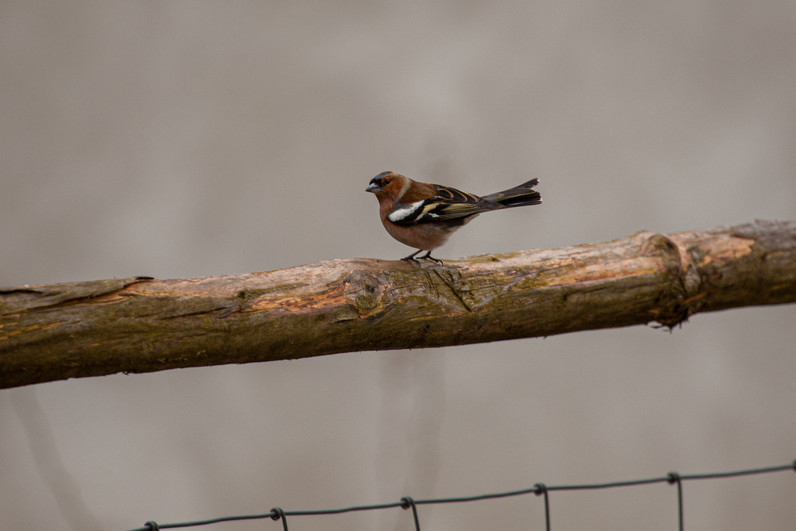 20110313134056 IMG 7303